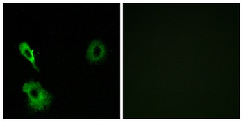 mGluR7 antibody