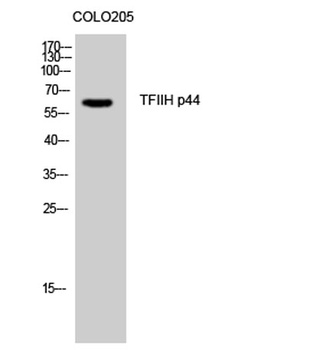 TFIIH p44 rabbit pAb