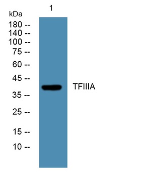 TFIIIA rabbit pAb