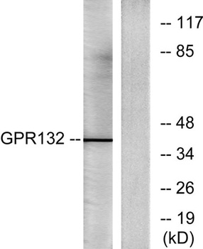 GPR132 antibody