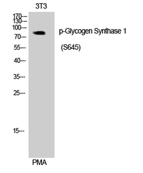 Glycogen Synthase 1 (phospho-Ser645) antibody