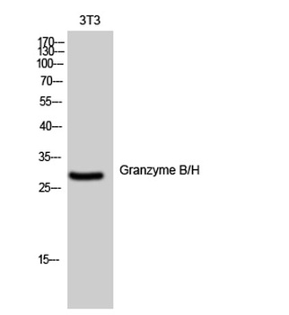 Granzyme B/H antibody