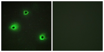 Granzyme H rabbit pAb