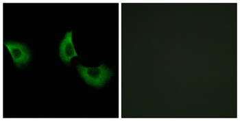 Fibulin-4 rabbit pAb
