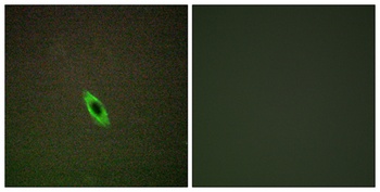 Granzyme A rabbit pAb