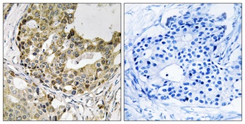 Neurexophilin-1 rabbit pAb