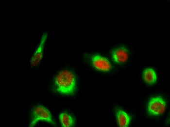 Histone H1 (phospho Thr17) rabbit pAb