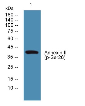 Annexin II (phospho-Ser26) antibody
