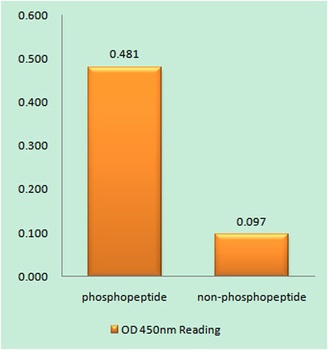 Hck (phospho-Tyr410) antibody