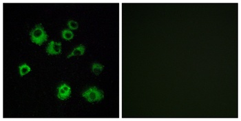 Orexin R-1 rabbit pAb