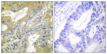 Hexb antibody