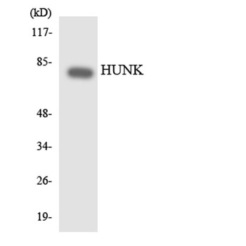 HUNK antibody