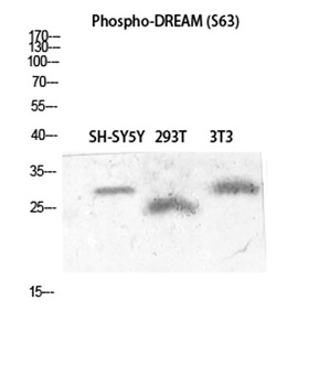 DREAM (phospho Ser63) rabbit pAb