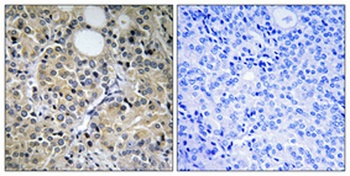 Hint1 antibody