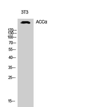 ACC alpha antibody