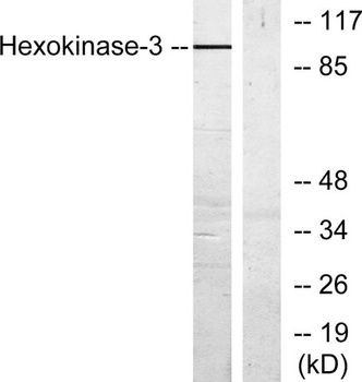 HXK III antibody