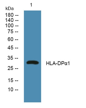 HLA-DPα1 rabbit pAb