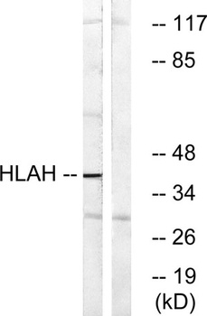 HLA-H antibody