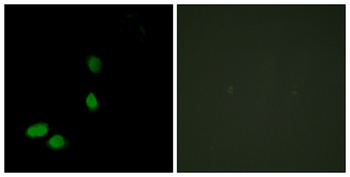 HMG-17 antibody