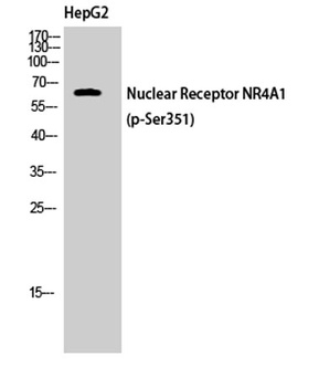 Nur77 (phospho-Ser351) antibody