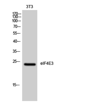 eIF4E3 antibody