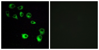 VN1R4 rabbit pAb Antibody