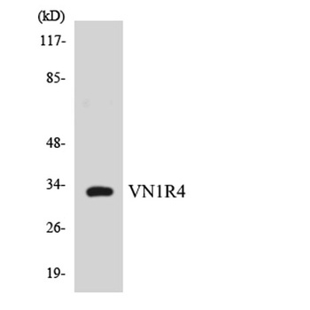 VN1R4 rabbit pAb Antibody