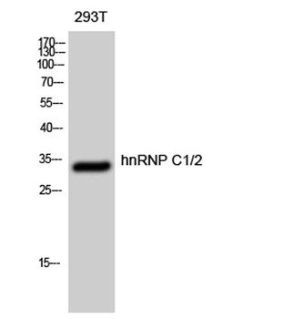 hnRNP C1/2 antibody