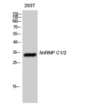 hnRNP C1/2 rabbit pAb