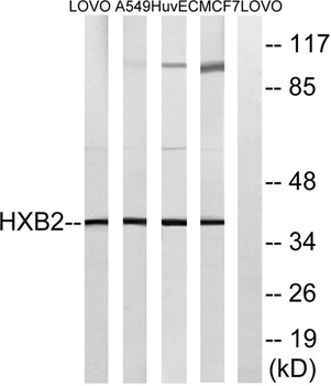 HoxB2 antibody