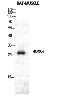 Hox-C6 antibody