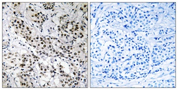 Fe65L antibody