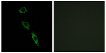 E-Ras antibody