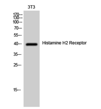 Histamine H2 Receptor rabbit pAb
