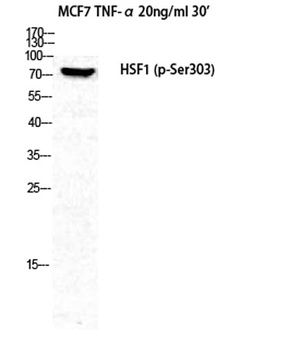 HSF1 (phospho-Ser303) antibody