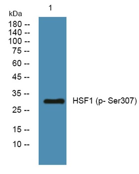 HSF1 (phospho-Ser307) antibody