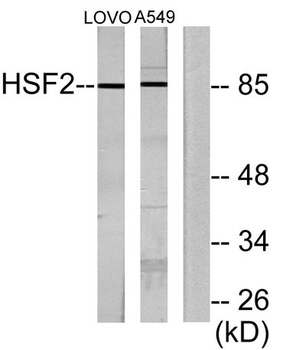 HSF2 rabbit pAb