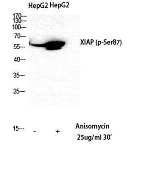 XIAP (phospho-Ser87) antibody