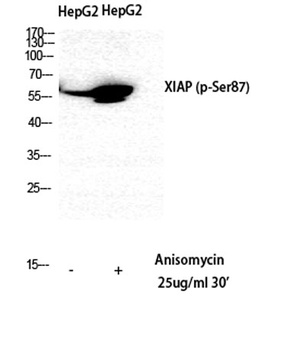 XIAP (phospho Ser87) rabbit pAb
