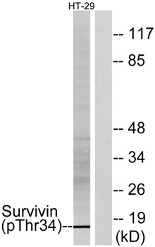 Survivin (phospho-Thr34) antibody