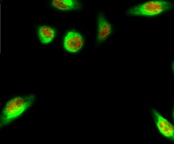 HSP90β (phospho Ser226) rabbit pAb