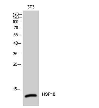 HSP10 antibody