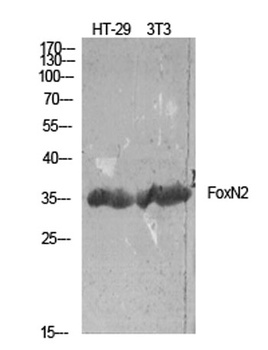 FoxN2 antibody