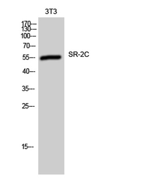 SR-2C antibody