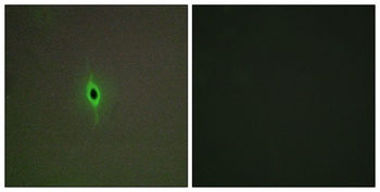 SR-2C rabbit pAb Antibody