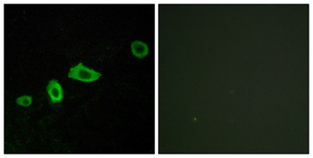 SR-5A antibody