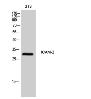 ICAM-2 antibody