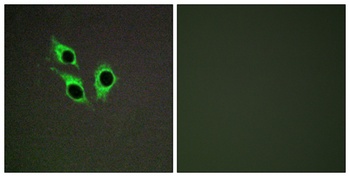 Anoctamin-9 rabbit pAb