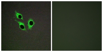 Anoctamin-9 antibody