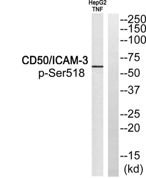 CD50 (phospho-Ser518) antibody